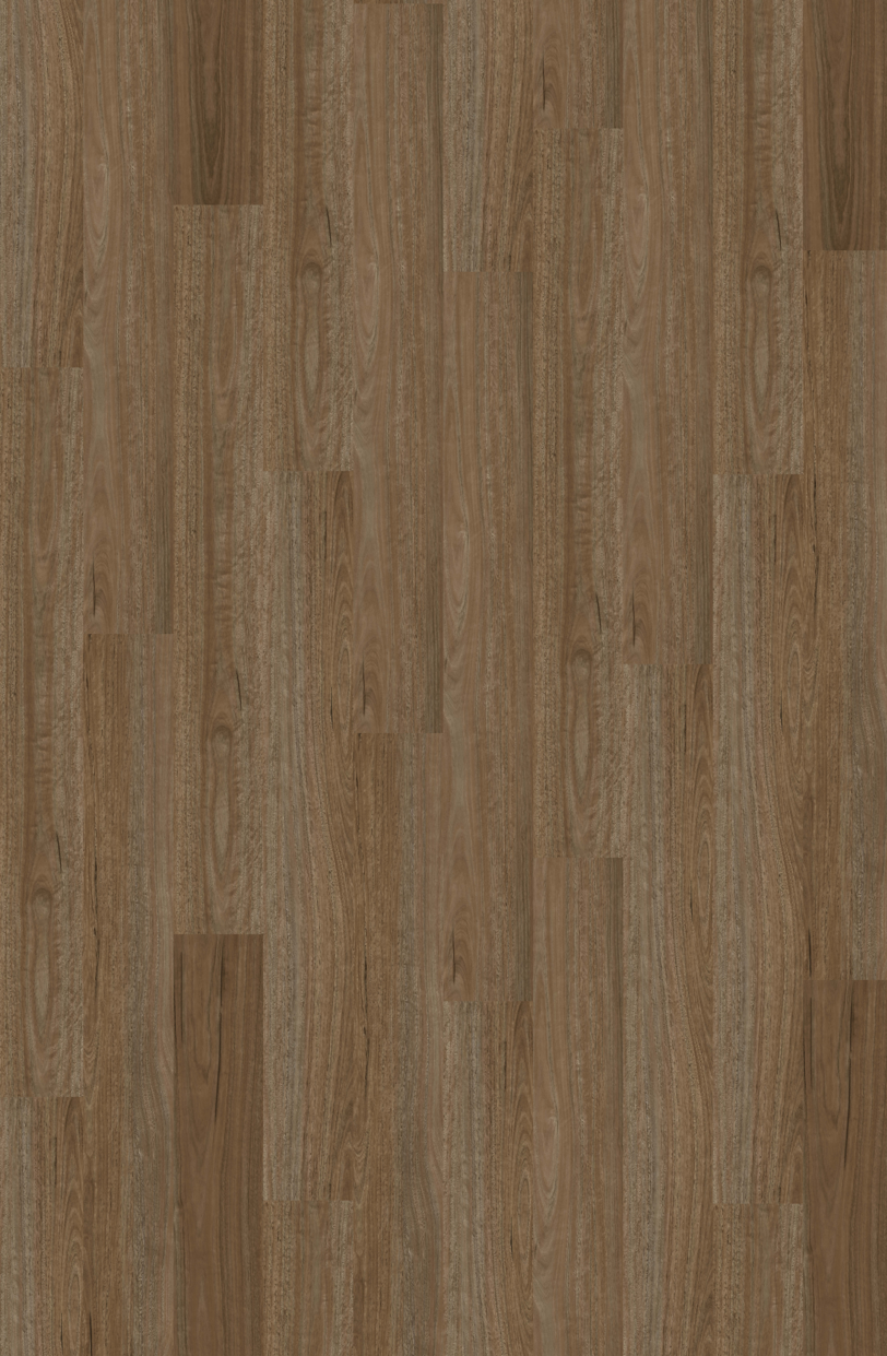 Natural Creations Arborart | Morning Spotted Gum